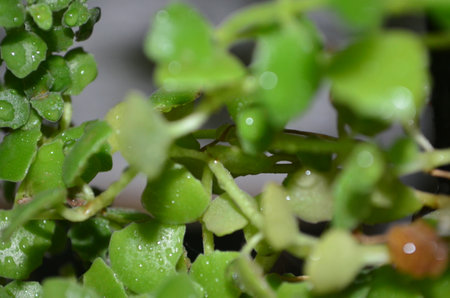 Macro shot of a small houseplant with water droplets.の写真素材