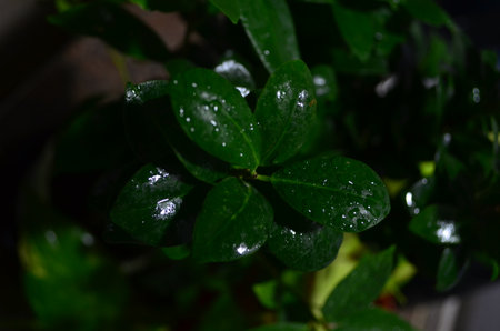 Close up of a green plant with water droplets on the leavesの写真素材