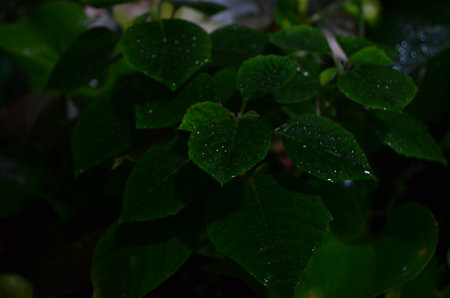 Green leaves with raindrops in the morning. Shallow depth of field.の写真素材