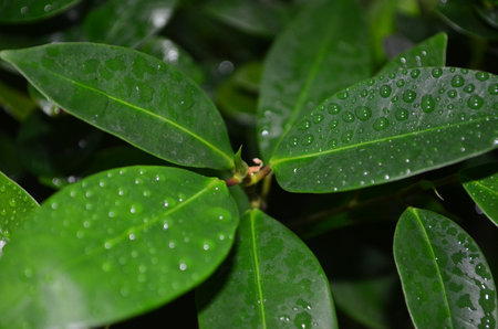Water drops on a green leaf after rain in the rainy season.の写真素材
