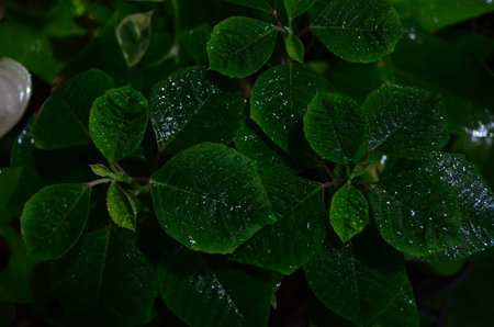 Green leaves with water droplets in the rain. Natural background.の写真素材