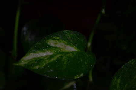 Green leaves with drops of water on a dark background, close-upの写真素材