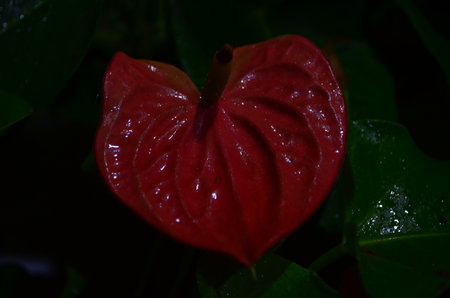 Red anthurium flower in the dark, close-up.の写真素材