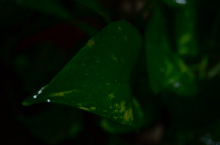 Green leaf on black background. Green leaf background. Green leaf texture.の写真素材