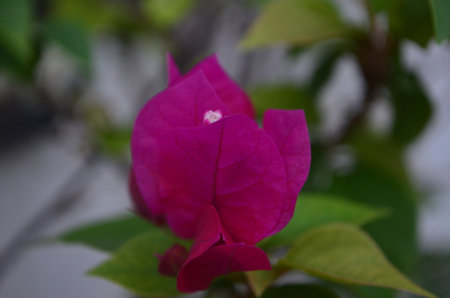 pink bougainvillea flower in the garden at thailandの写真素材