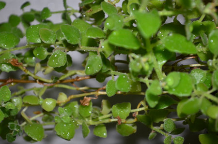 Close up of a small plant with water droplets on the leavesの写真素材