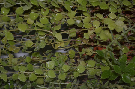 Leaves of a houseplant in a pot close-up.の写真素材
