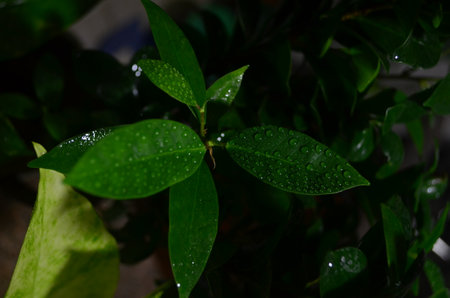 Water droplets on the leaves of a houseplant after a rainの写真素材
