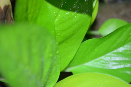 Close up of a green leaf with water drops in the garden.の写真素材