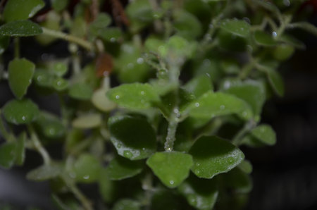 Close up of a small plant with water droplets on the leavesの写真素材