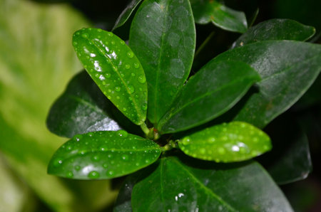 Close up of green leaves with drops of water on the leaves.の写真素材