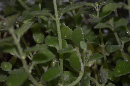 Close-up of a small green plant with droplets of waterの写真素材