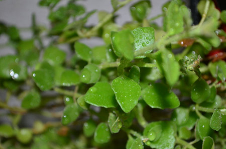 Close up of small green plant with water droplets on the leavesの写真素材