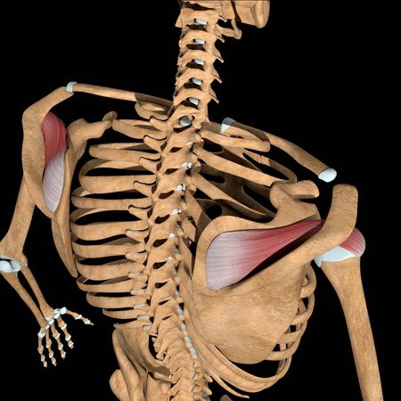 This 3d illustration shows the supraspinatus muscles on skeleton