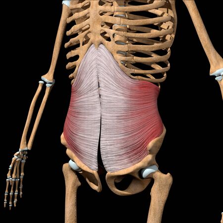 This 3d illustration shows the transverse abdominal muscles on skeleton