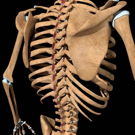 This 3d illustration shows the interspinales muscles on skeleton