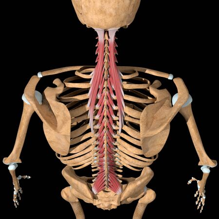 This 3d illustration shows the top view of the transversospinalis muscles group