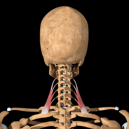 This 3d illustration shows the scalene posterior muscles on skeleton.の写真素材