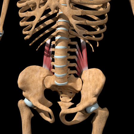 This 3d illustration shows the quadratus lumborum muscles on skeleton.の写真素材