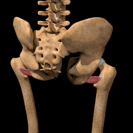 This 3d illustration shows the quadratus femoris muscles on skeleton.