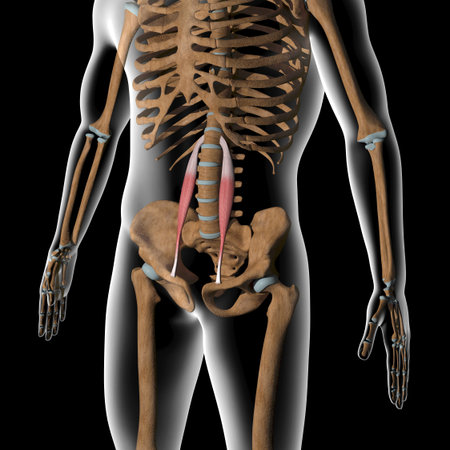 This 3d illustration shows the psoas minor muscles on xray bodyの写真素材
