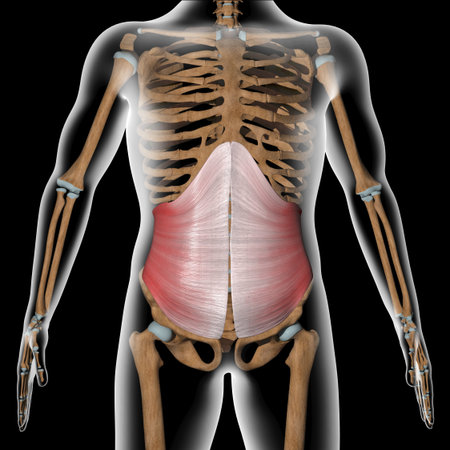 This 3dillustrator shows the transverse abdominal muscles on xray bodyの写真素材