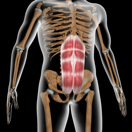 This 3d illustration shows the rectus abdominis muscles on xray bodyの写真素材