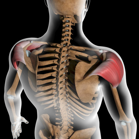 This 3d illustration shows the back view of the deltoid muscles on xray bodyの写真素材