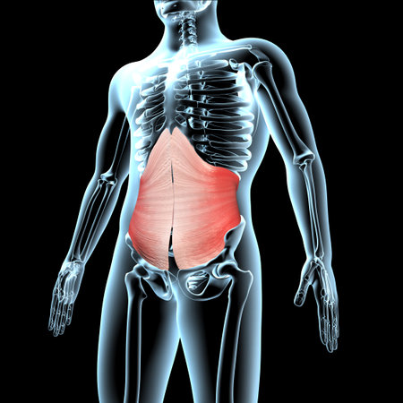 This 3d illustration shows the transverse abdominis muscles anatomical position on xray body