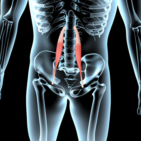 This 3d illustration shows the psoas minor muscles anatomical position on xray bodyの写真素材
