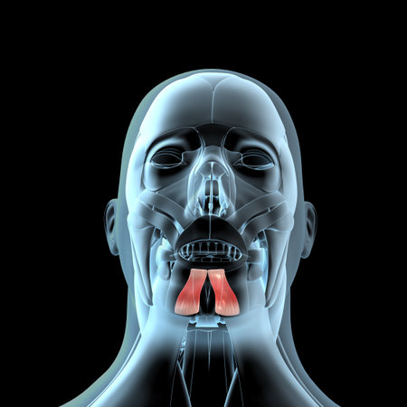 This 3d illustration shows a view of the depressor labii inferioris muscles on xray musculature