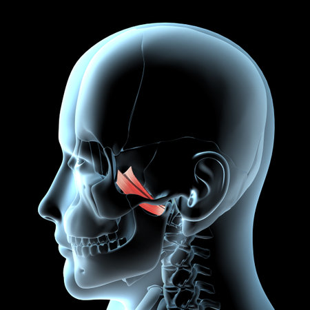 This 3d illustration shows the lateral pterygoid muscles anatomical position on xray body