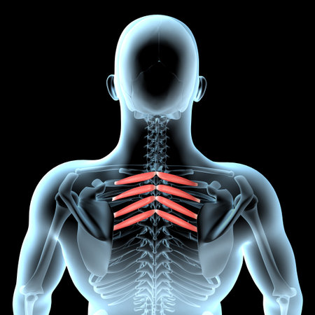 This 3d video shows the serratus anterior muscles anatomical position on human bodyの写真素材