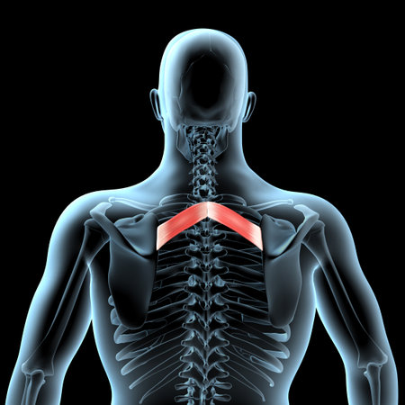 This 3d illustration shows the rhomboid minor muscles anatomical position on xray bodyの写真素材