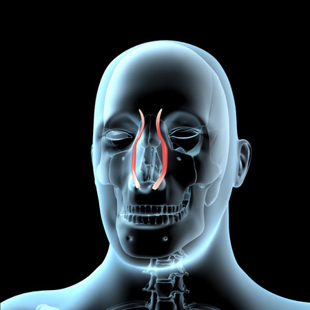This 3d illustration shows the quadratus labii superioris muscles anatomical position on xray bodyの写真素材