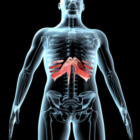 This 3d illustration shows the diaphragm muscles anatomical position on xray body