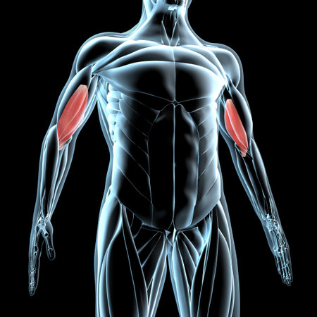 This 3d illustration shows a view of the brachialis muscles on xray musculatureの写真素材