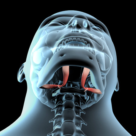 This 3d illustration shows the digastric muscles anatomical position on xray bodyの写真素材