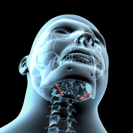 This 3d illustration shows a view of the stylohyoid muscles on xray skinの写真素材