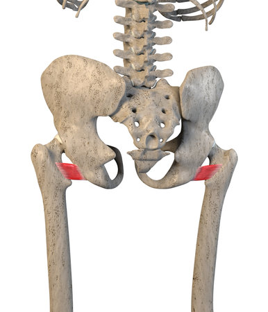 This 3d illustration shows the quadratus femuris muscles on skeleton on a white backgroundの写真素材