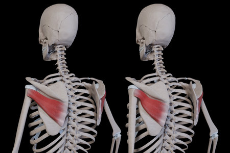 This 3d illustration shows the infraspinatus muscle movementの写真素材
