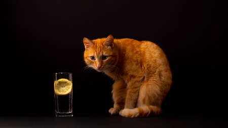 Red cat and a glass of water with lemon on a black backgroundの写真素材
