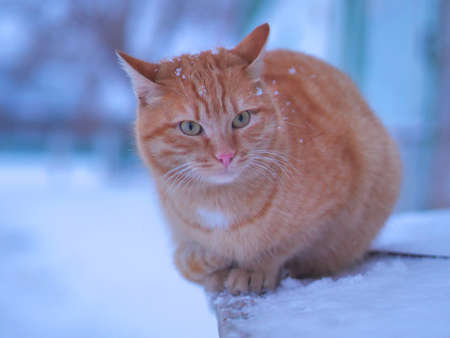 Furry cat on snowy frosty winter dayの写真素材