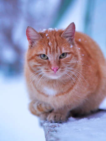 Furry cat on snowy frosty winter dayの写真素材