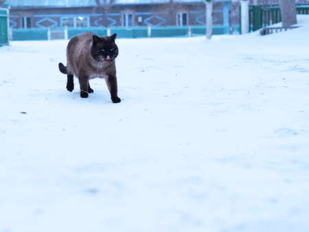 Cat in winter. Siamese cat walks on snowdrifts.の写真素材