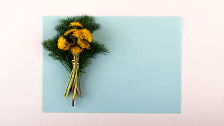 Wildflowers on a white wood background, lupine dandelions thyme mint bluebells rapeseed.の写真素材