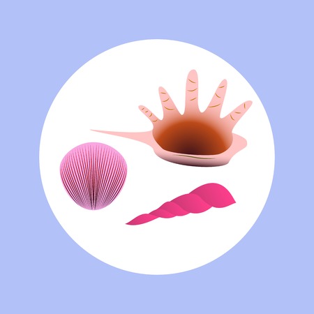 sign of shells for your designのイラスト素材