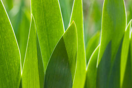 Green lush foliage of spring flowers on a dark background.の写真素材