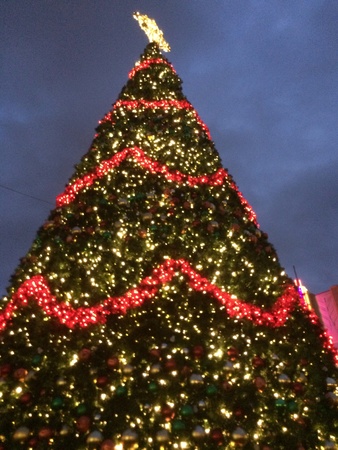 A very tall Christmas tree in the middle of Market Squareの素材
