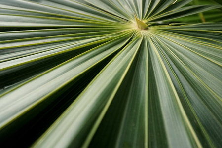 Close up of a green palm leaf in a garden, stock photo